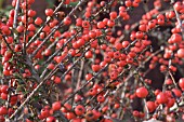 COTONEASTER CONSPICUS DECORUS