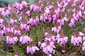 ERICA CARNEA WINTERFREUDE