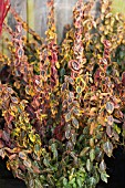 EUONYMUS FORTUNEI EMERALD & GOLD