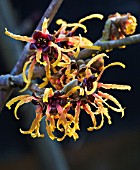 HAMAMELIS X INTERMEDIA ORANGE BEAUTY