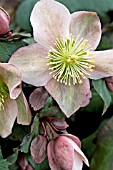 HELLEBORUS X HYBRIDUS PIROUETTE