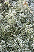 PITTOSPORUM TENUIFOLIUM VARIEGATUM