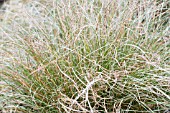 CAREX COMANS FROSTED CURLS