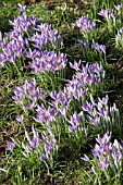 CROCUS TOMMASINIANUS