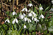 GALANTHUS ELWESII