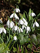 GALANTHUS ELWESII