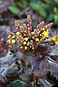 MAHONIA AQUIFOLIUM BLACKFOOT