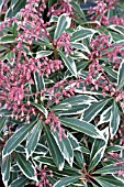 PIERIS FLAMING SILVER