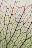 PLATYCERIUM BIFURCATUM