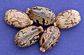 RICINUS COMMUNIS CARMENCITA SEEDS