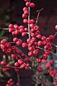 COTONEASTER CONSPICUS DECORUS