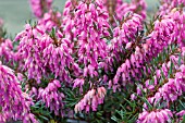 ERICA CARNEA NATHALIE