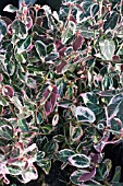 EUONYMUS FORTUNEI EMERALD GAIETY