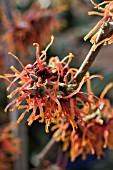 HAMAMELIS X INTERMEDIA JENELA