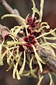 HAMAMELIS X INTERMEDIA PALLIDA