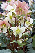 HELLEBORUS X HYBRIDUS CANDY LOVE