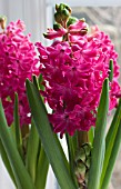 HYACINTHUS ORIENTALIS JAN BOS