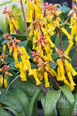 LACHENALIA_ALOIDES