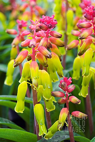 LACHENALIA_ALOIDES