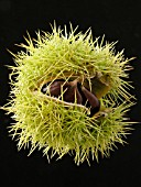 CASTANEA SATIVA (SWEET CHESTNUT)