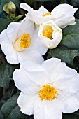 CAMELLIA ALBA SIMPLEX