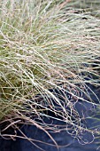 CAREX COMANS FROSTED CURLS