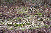 CORYLUS AVELLANA; HAZEL