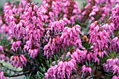 ERICA CARNEA NATHALIE