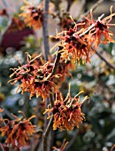 HAMAMELIS X INTERMEDIA JENELA