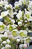 HELLEBORUS X HYBRIDUS SILVERMOON