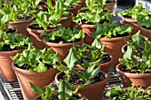 LACTUCA VARIETIES