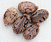 RICINUS COMMUNIS CARMENCITA SEEDS