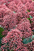 SKIMMIA JAPONICA RUBELLA