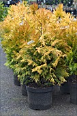 THUJA PLICATA GOLDIE (4EVER)