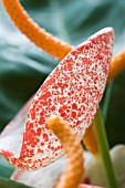 ANTHURIUM SCHERZIANUM SCOTT