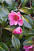 CAMELLIA X WILLIAMSII GOLDEN SPANGLES