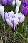 CROCUS LITTLE DORRITT