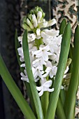 HYACINTHUS ORIENTALIS AIOLO