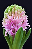 HYACINTHUS ORIENTALIS PINK PEARL