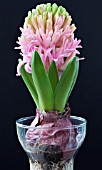 HYACINTHUS ORIENTALIS PINK PEARL