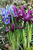 IRIS RETICULATA HARMONY & PURPLE GEM