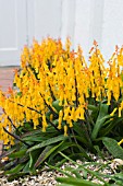 LACHENALIA ALOIDES