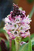 LACHENALIA SP