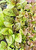 LACTUCA SATIVA SEEDLINGS