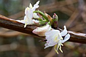 LONICERA X PURPUSII