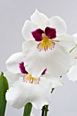 MILTONIA HERR ALEXANDRE