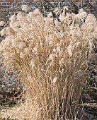 MISCANTHUS SINENSIS GRACILLIMUS