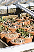 TULIPA SPECIES IN POTS