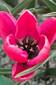 TULIPA HUMILIS VIOLACEA