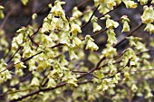 CORYLOPSIS PAUCIFLORA